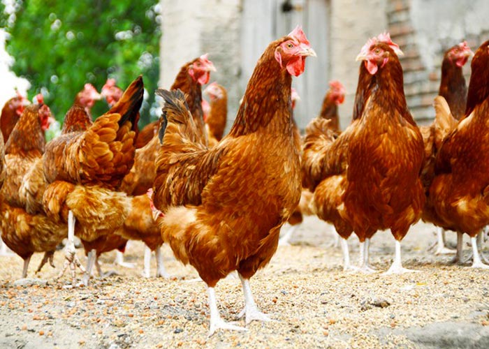 Découvrez la ferme avicole bio le Gaec du Pontot à Gevrey-Chambertin
